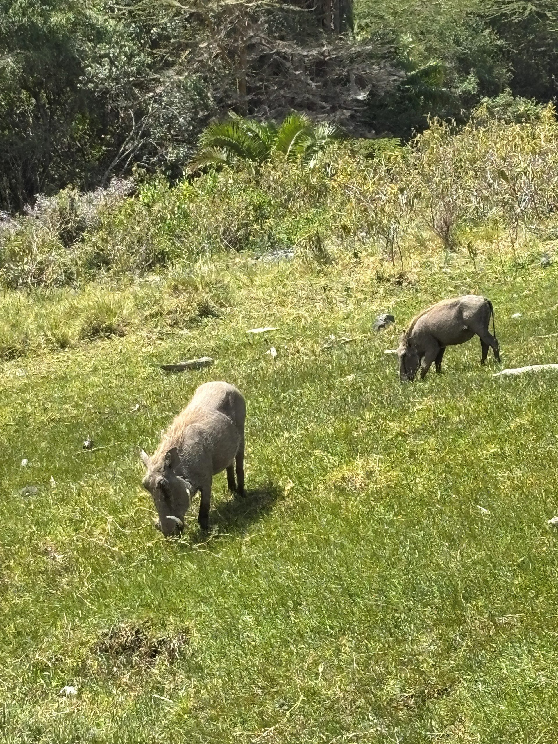 Two warthogs grazing close-up in Arusha National Park